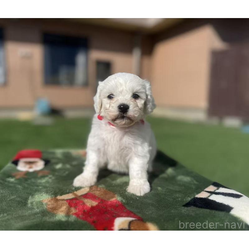 販売中の栃木県のビションフリーゼ-447240の4枚目