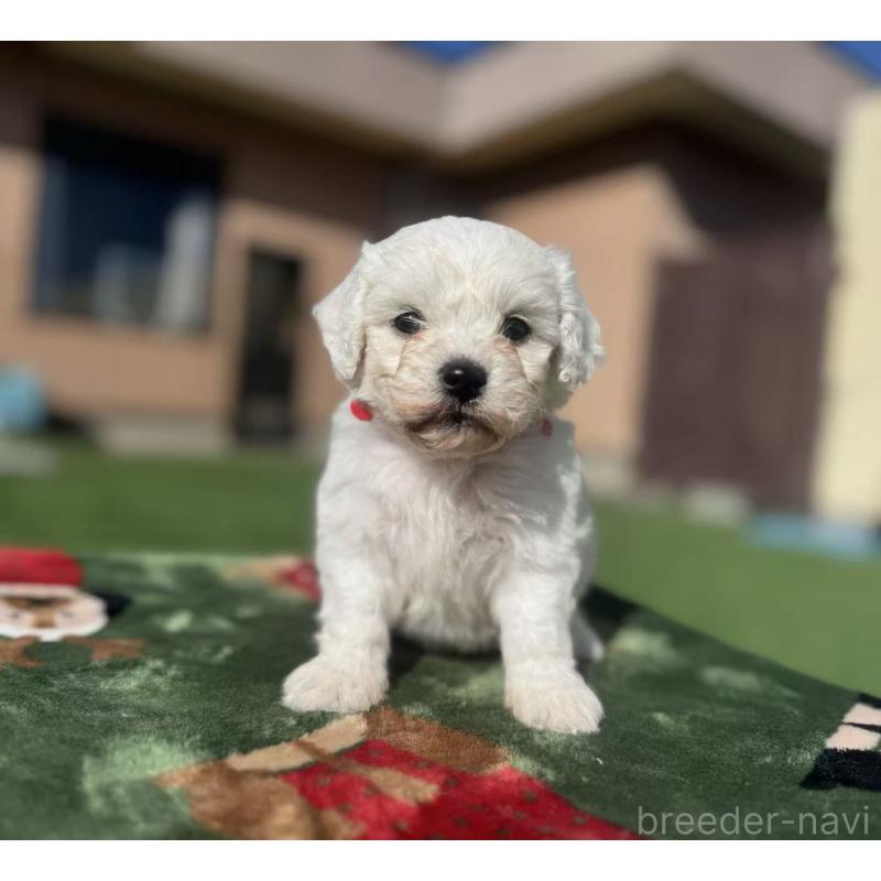 販売中の栃木県のビションフリーゼ-447240の3枚目