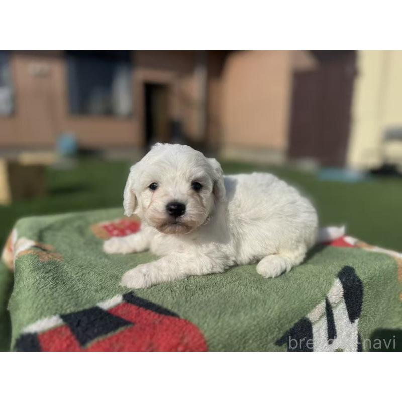 販売中の栃木県のビションフリーゼ-447240の2枚目