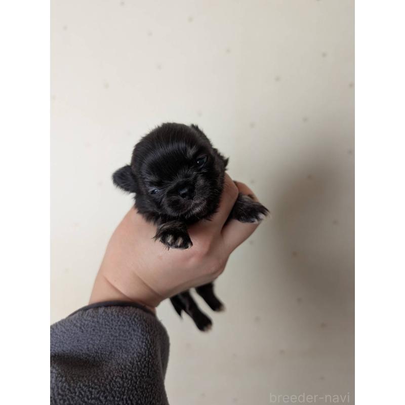 販売中の北海道のチワワ(ロングコート)-447239の7枚目