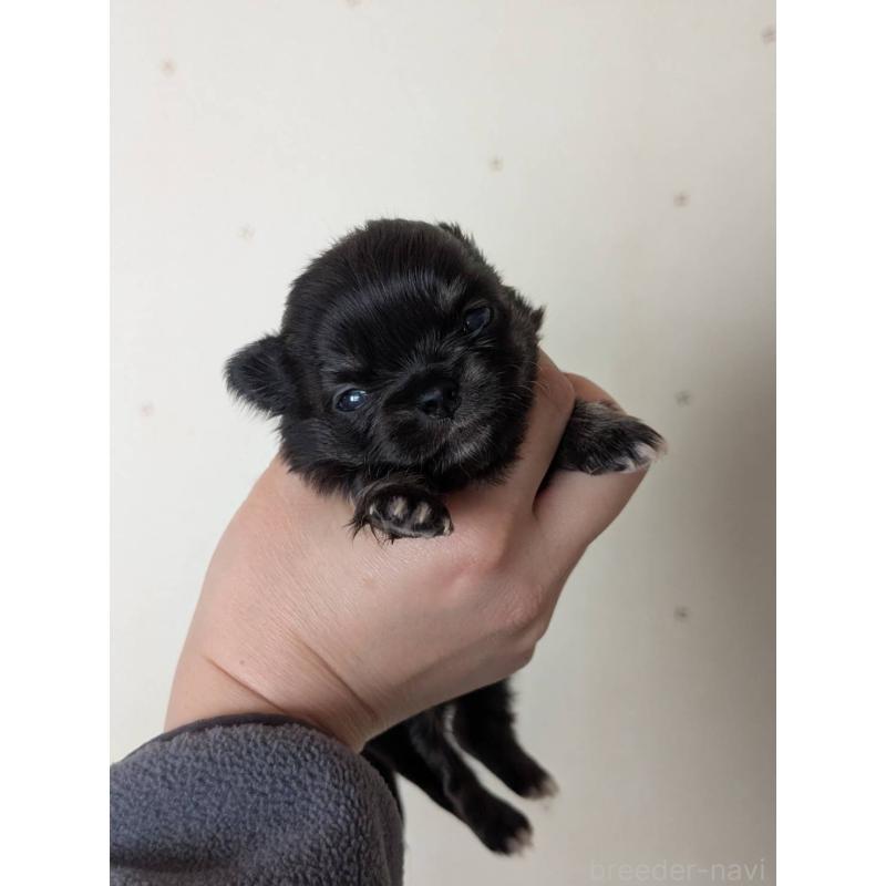 販売中の北海道のチワワ(ロングコート)-447239の6枚目