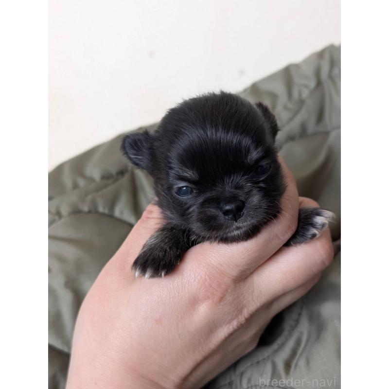 販売中の北海道のチワワ(ロングコート)-447239の5枚目