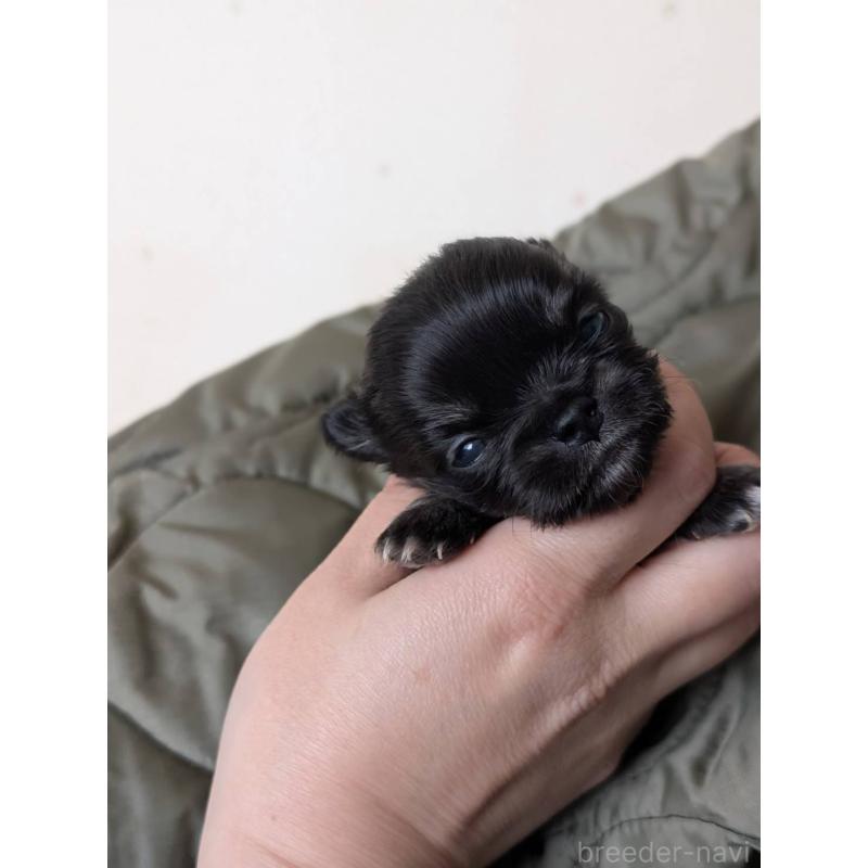 販売中の北海道のチワワ(ロングコート)-447239の3枚目