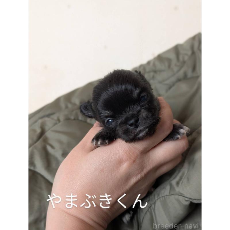 販売中の北海道のチワワ(ロングコート)-447239の2枚目