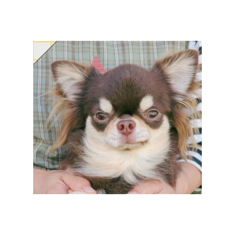 桃太郎くん1枚目