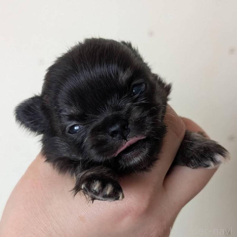 販売中の北海道のチワワ(ロングコート)-447239