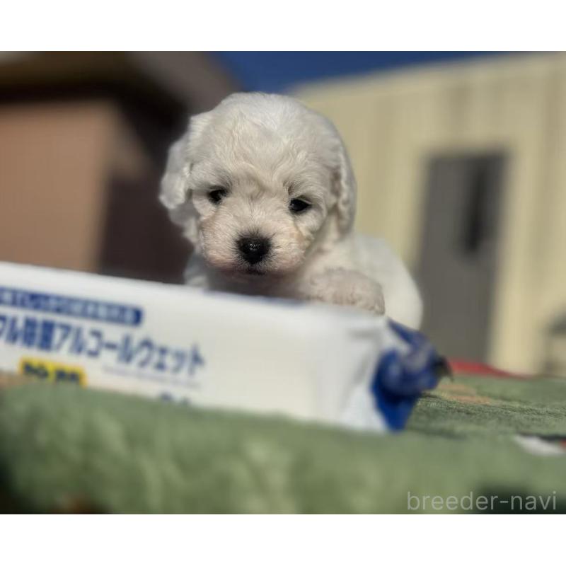 販売中の栃木県のビションフリーゼ-447241の5枚目