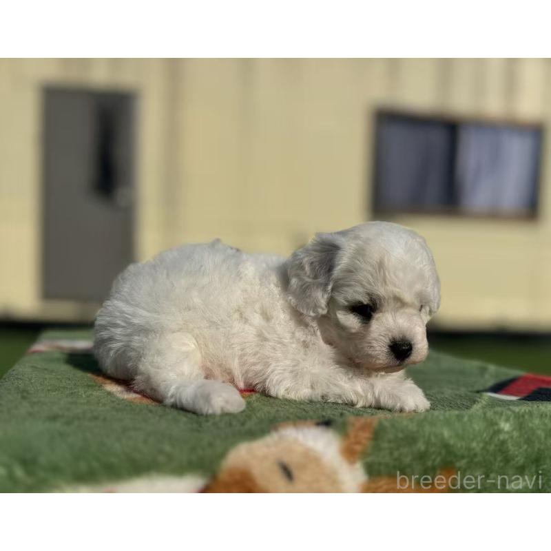 販売中の栃木県のビションフリーゼ-447241の4枚目