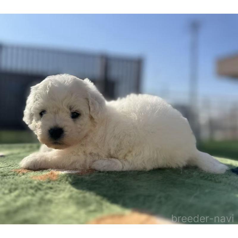 販売中の栃木県のビションフリーゼ-447241の3枚目