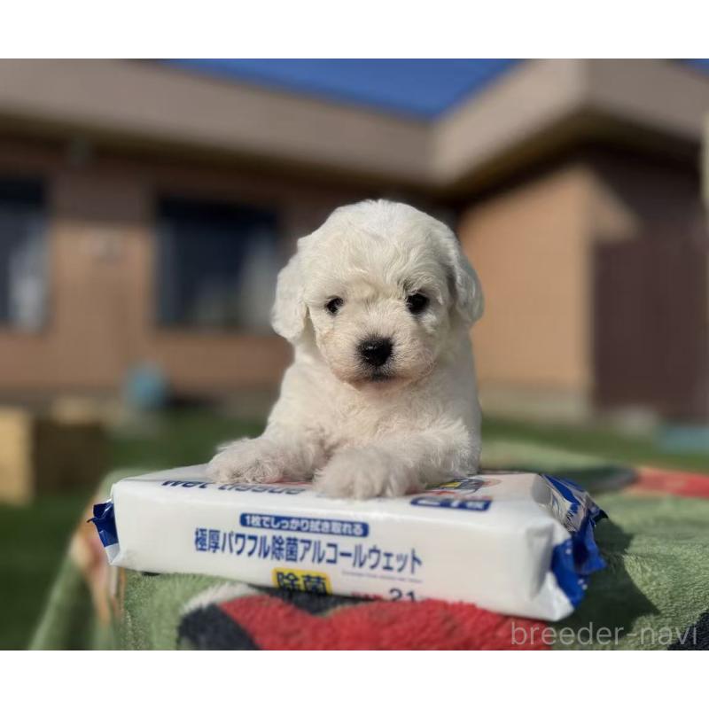 販売中の栃木県のビションフリーゼ-447241の2枚目