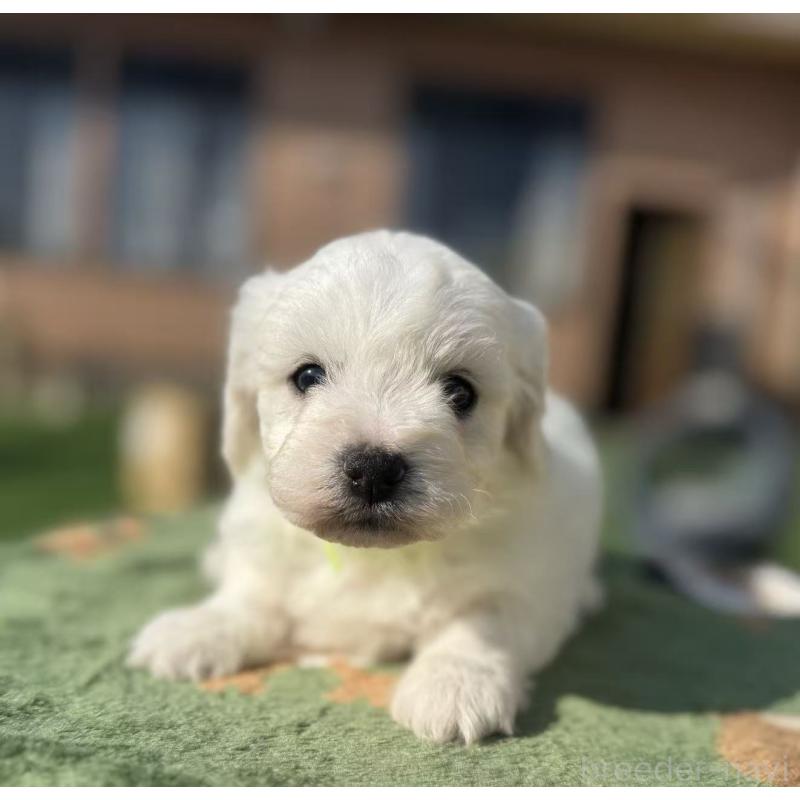 販売中の栃木県のビションフリーゼ-447242の5枚目
