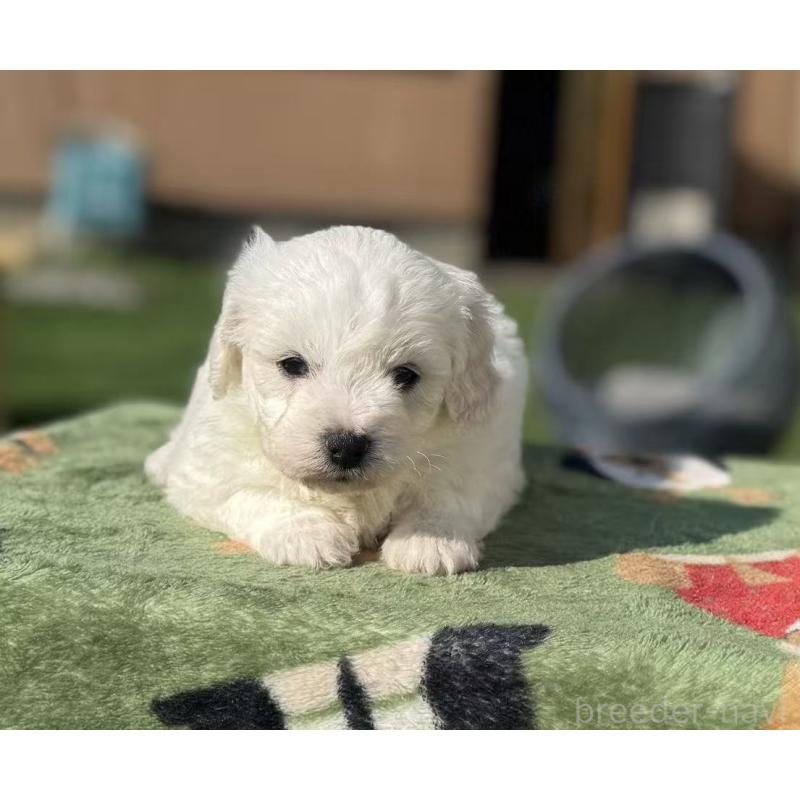 販売中の栃木県のビションフリーゼ-447242の4枚目