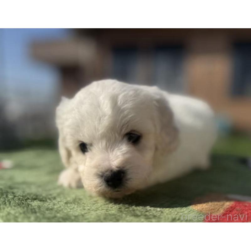 販売中の栃木県のビションフリーゼ-447242の3枚目