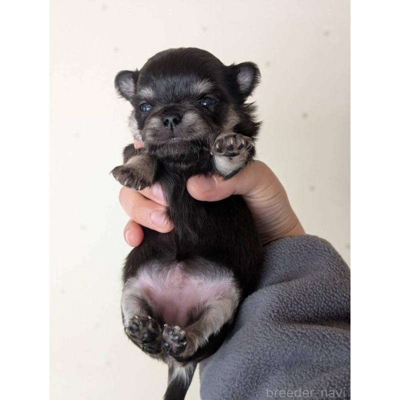 販売中の北海道のチワワ(ロングコート)-447243の7枚目