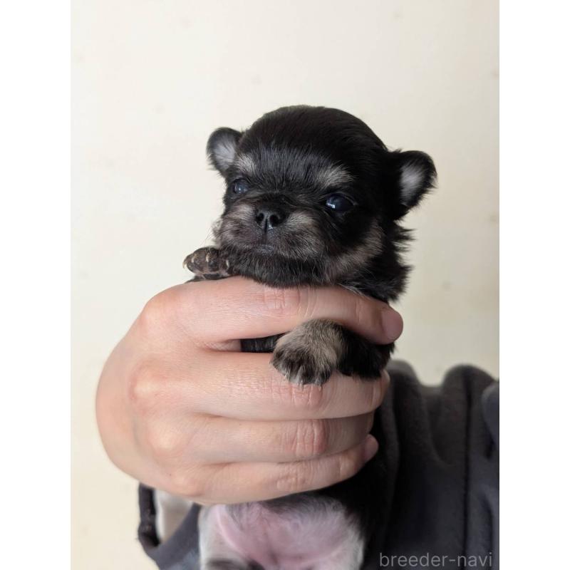 販売中の北海道のチワワ(ロングコート)-447243の4枚目