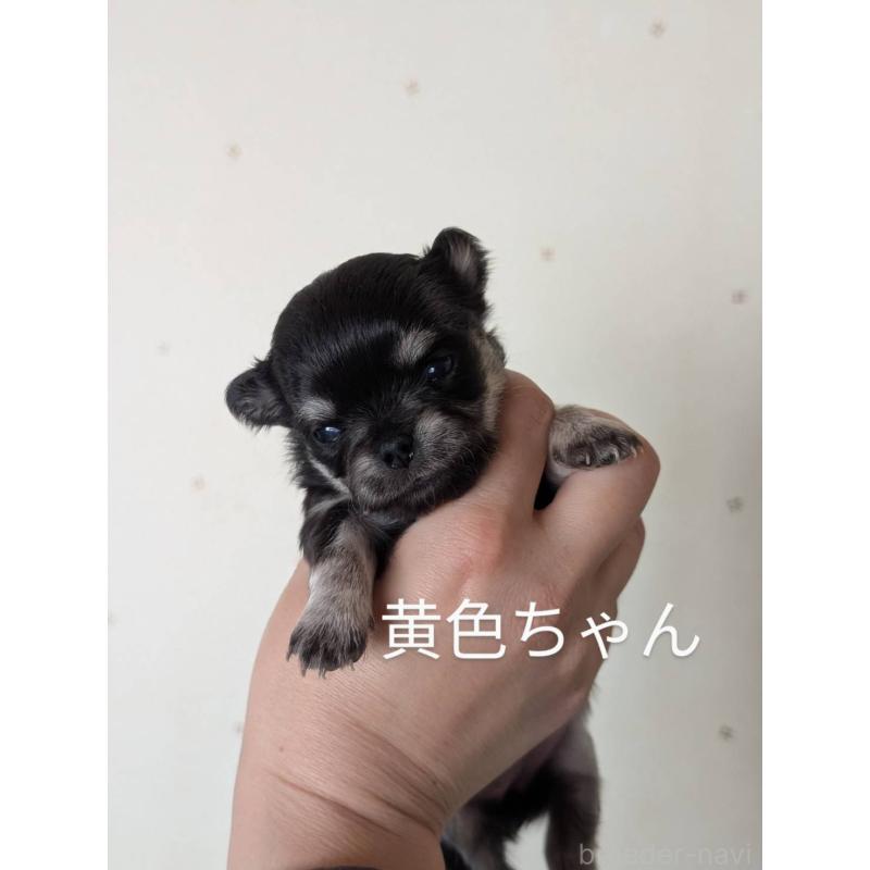 販売中の北海道のチワワ(ロングコート)-447243の2枚目