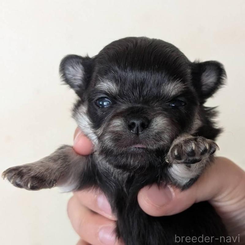 販売中の北海道のチワワ(ロングコート)-447243