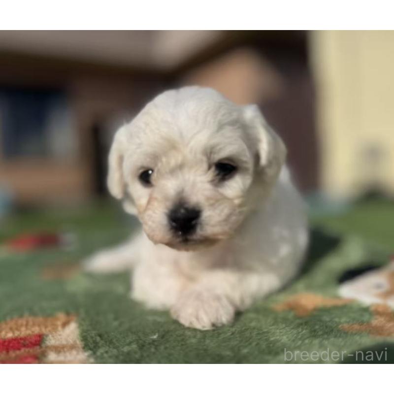 販売中の栃木県のビションフリーゼ-447245の4枚目