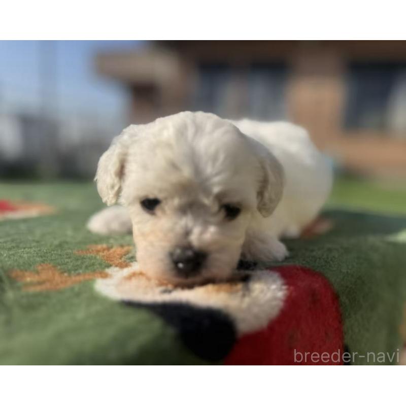 販売中の栃木県のビションフリーゼ-447245の2枚目