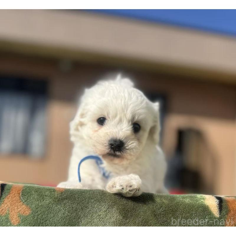 販売中の栃木県のビションフリーゼ-447247の9枚目