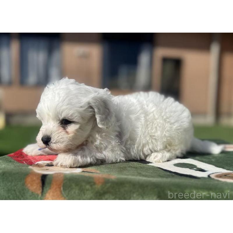 販売中の栃木県のビションフリーゼ-447247の8枚目