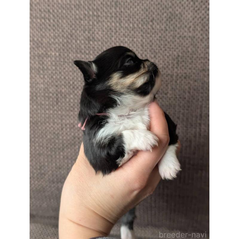 販売中の北海道のチワワ(ロングコート)-447246の6枚目