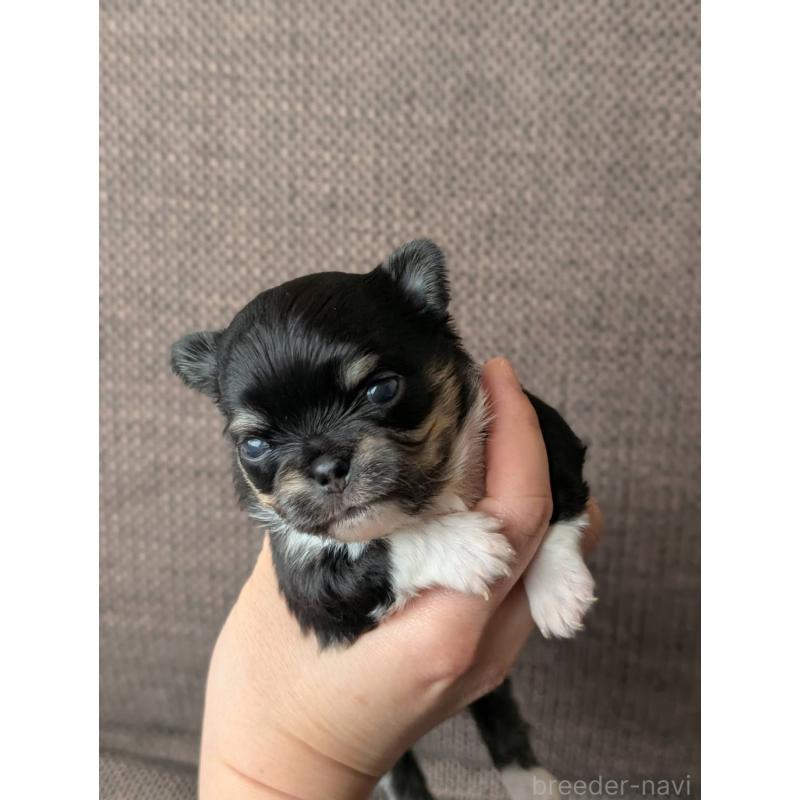 販売中の北海道のチワワ(ロングコート)-447246の5枚目