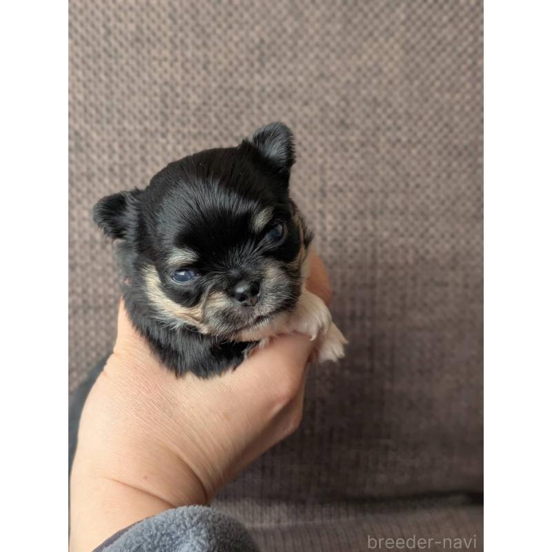 販売中の北海道のチワワ(ロングコート)-447246の4枚目