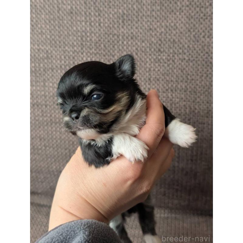 販売中の北海道のチワワ(ロングコート)-447246の3枚目