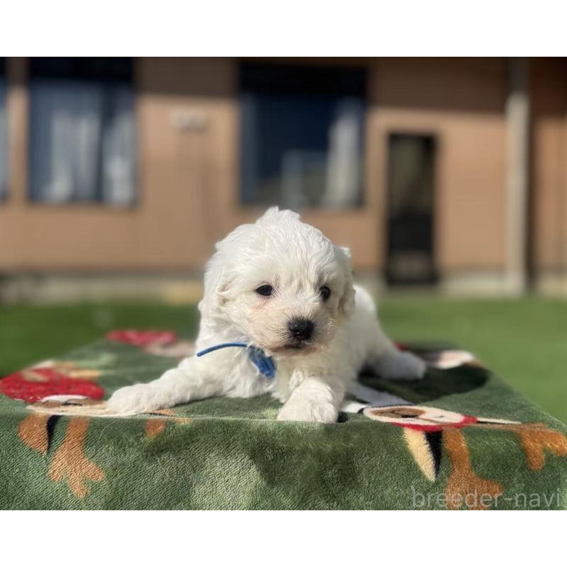 販売中の栃木県のビションフリーゼ-447247の6枚目