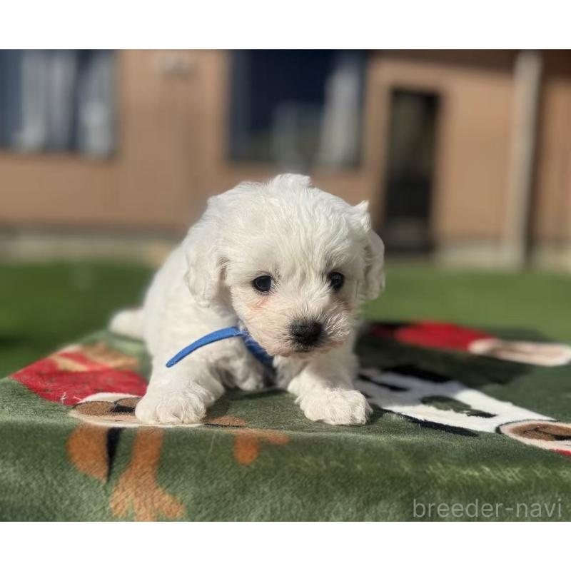 販売中の栃木県のビションフリーゼ-447247の5枚目