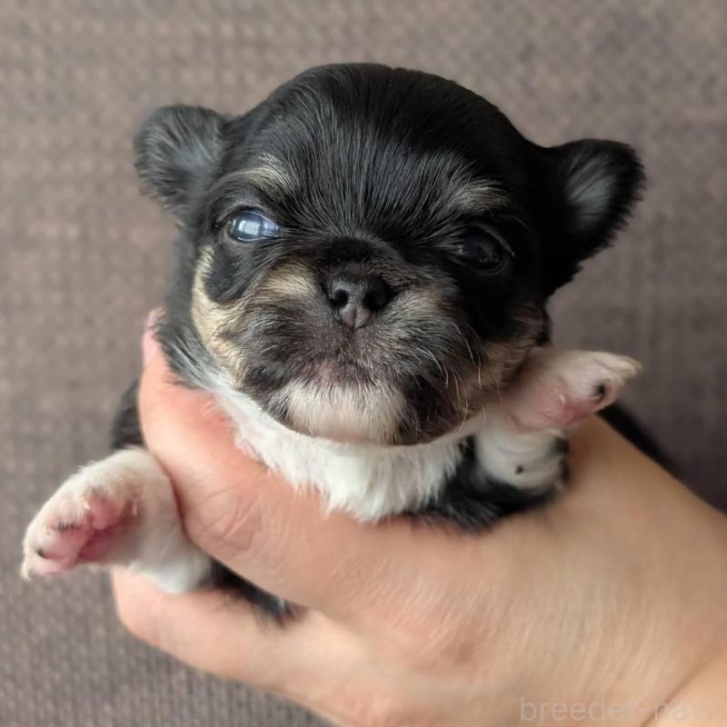 販売中の北海道のチワワ(ロングコート)-447246