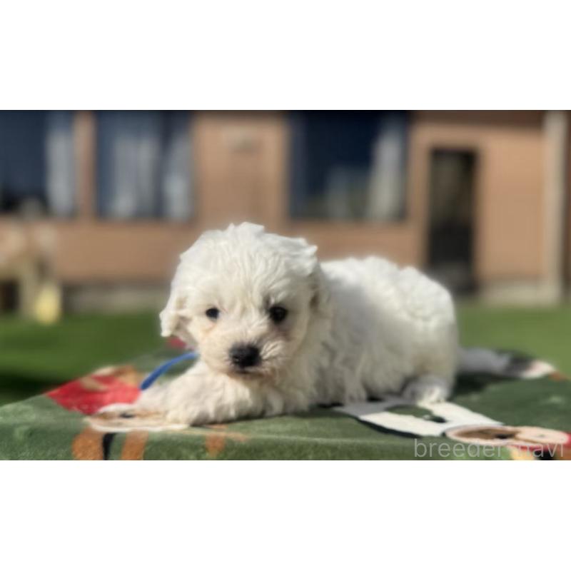 販売中の栃木県のビションフリーゼ-447247の4枚目