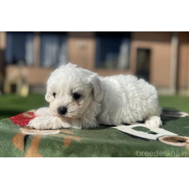 販売中の栃木県のビションフリーゼ-447247の3枚目