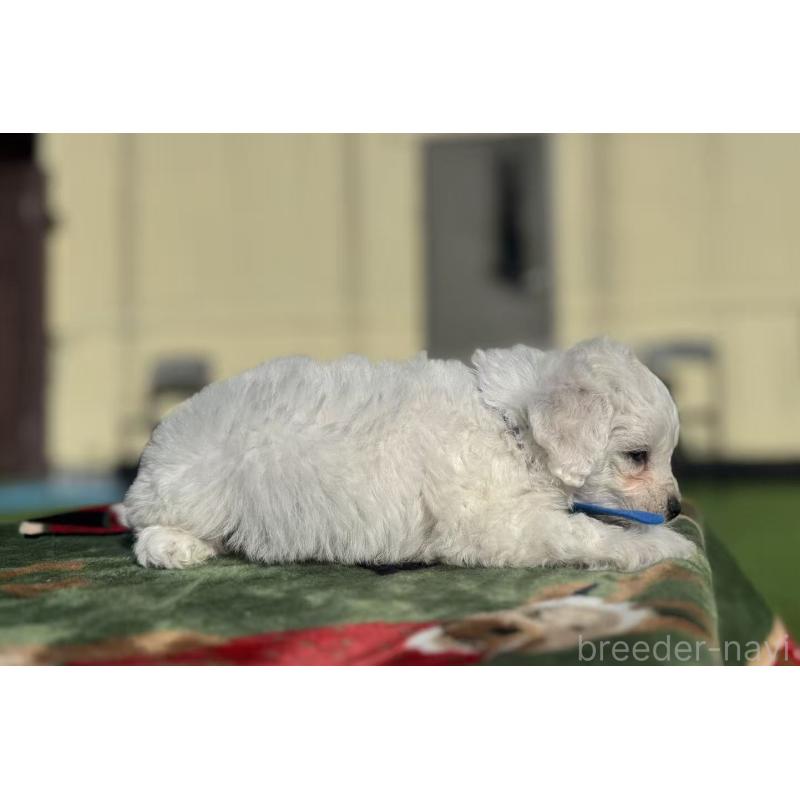 販売中の栃木県のビションフリーゼ-447247の2枚目