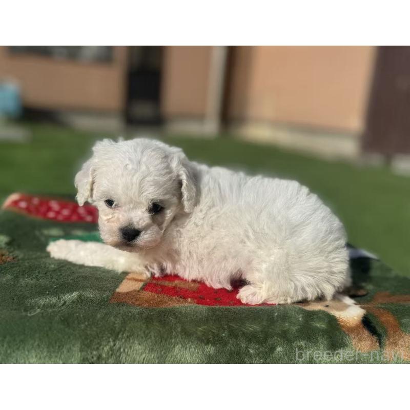 販売中の栃木県のビションフリーゼ-447251の5枚目