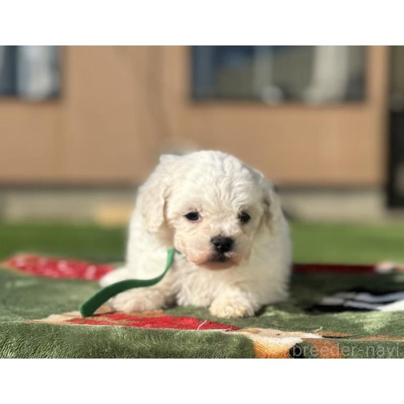 販売中の栃木県のビションフリーゼ-447251の4枚目