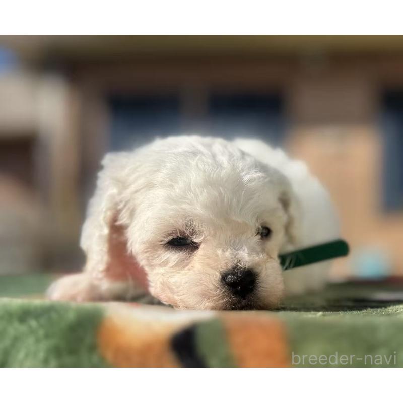 販売中の栃木県のビションフリーゼ-447251の3枚目