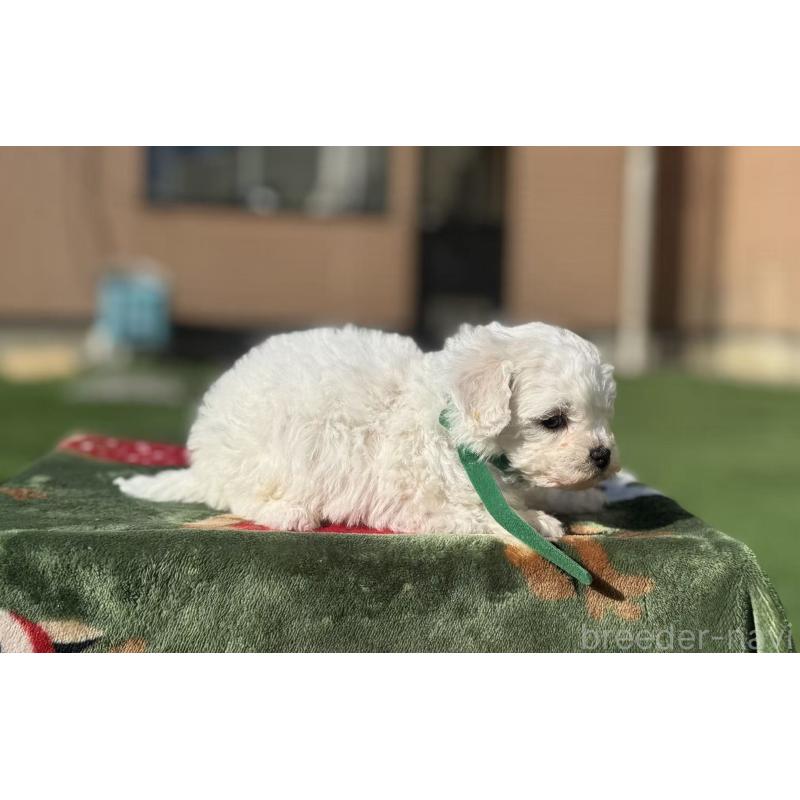 販売中の栃木県のビションフリーゼ-447251の2枚目