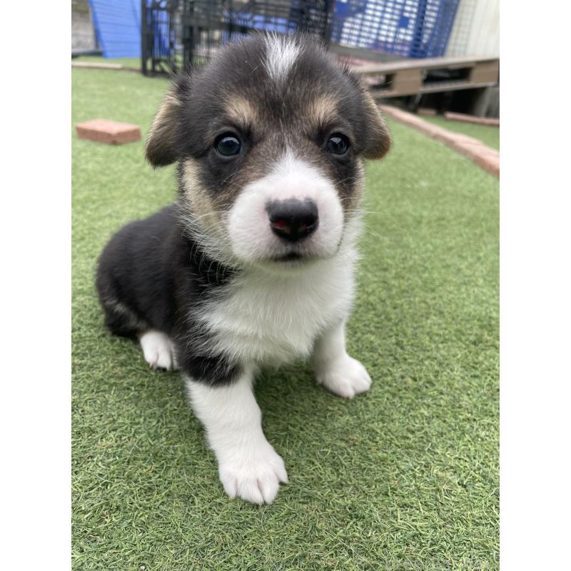 販売中の広島県のウェルシュコーギーペンブローク-447255の1枚目