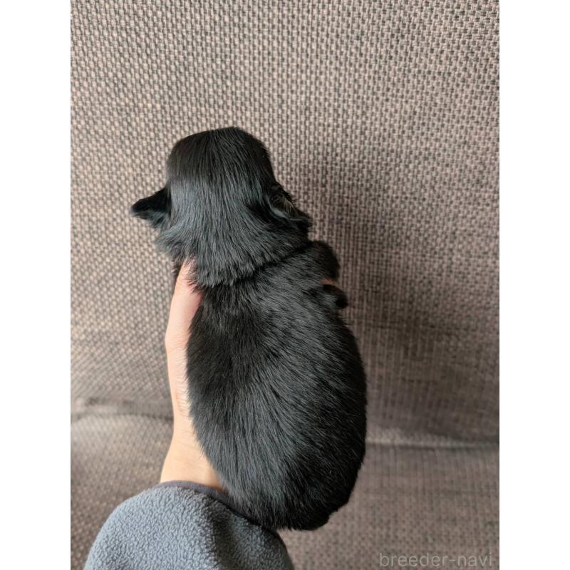 販売中の北海道のチワワ(ロングコート)-447252の7枚目