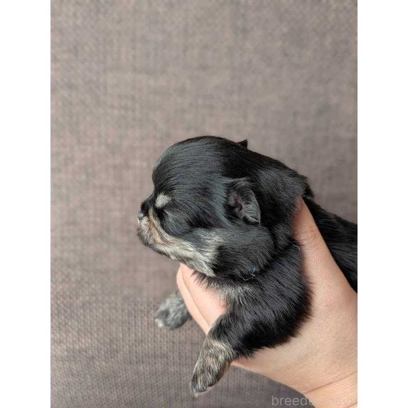 販売中の北海道のチワワ(ロングコート)-447252の6枚目