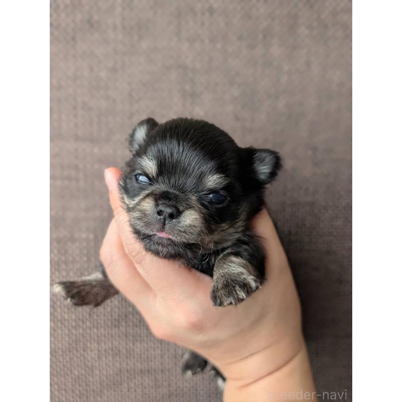 販売中の北海道のチワワ(ロングコート)-447252の5枚目