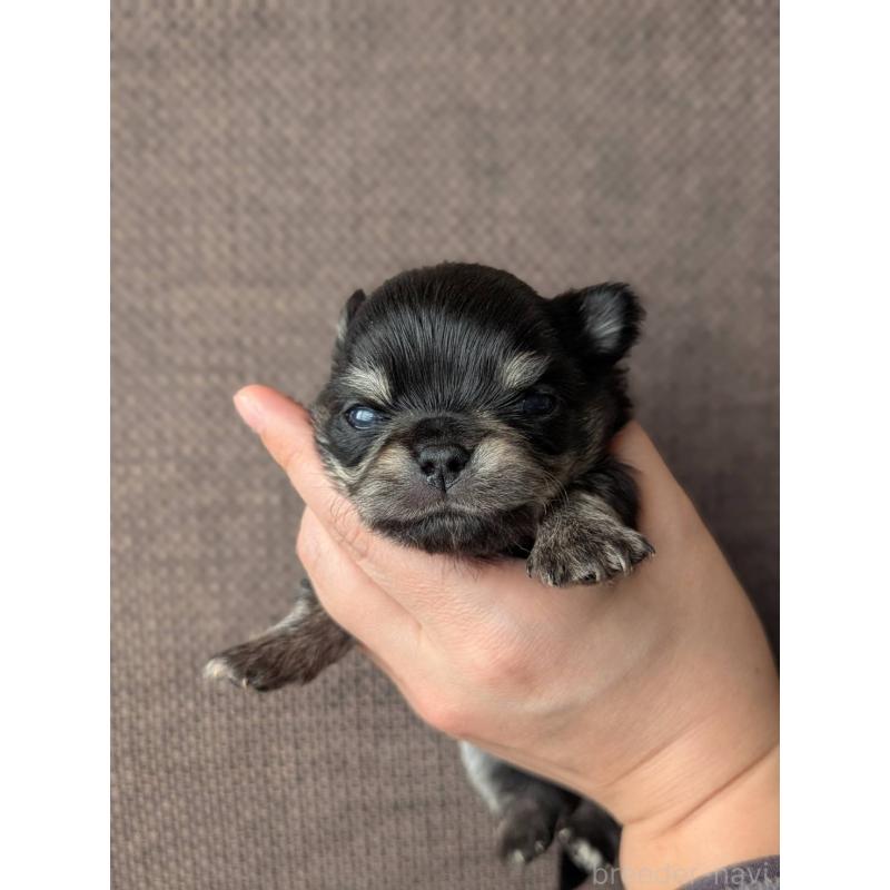 販売中の北海道のチワワ(ロングコート)-447252の4枚目