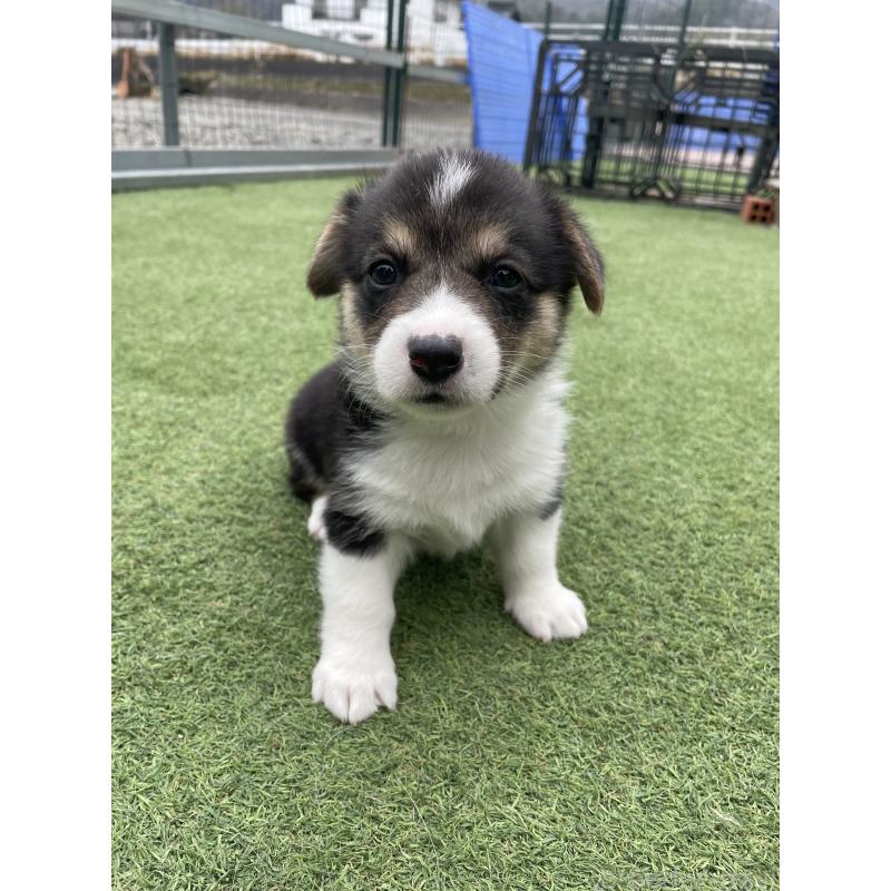 販売中の広島県のウェルシュコーギーペンブローク-447255の14枚目