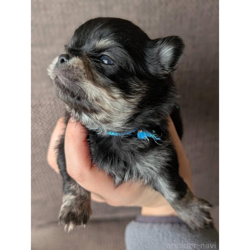 販売中の北海道のチワワ(ロングコート)-447252の3枚目