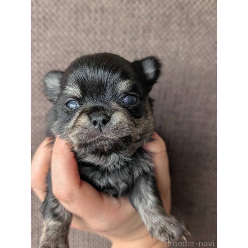 販売中の北海道のチワワ(ロングコート)-447252の2枚目