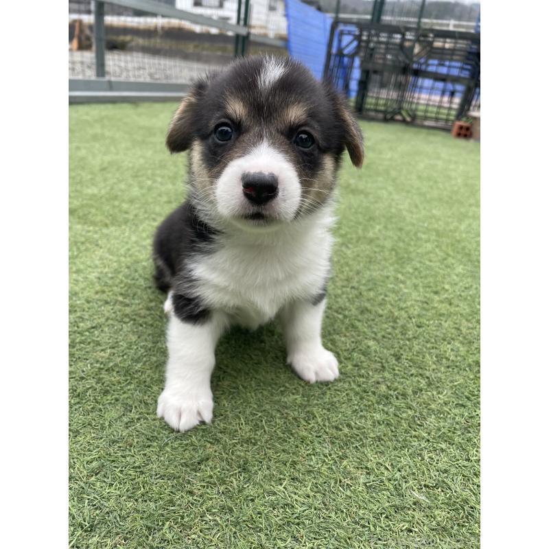 販売中の広島県のウェルシュコーギーペンブローク-447255の12枚目