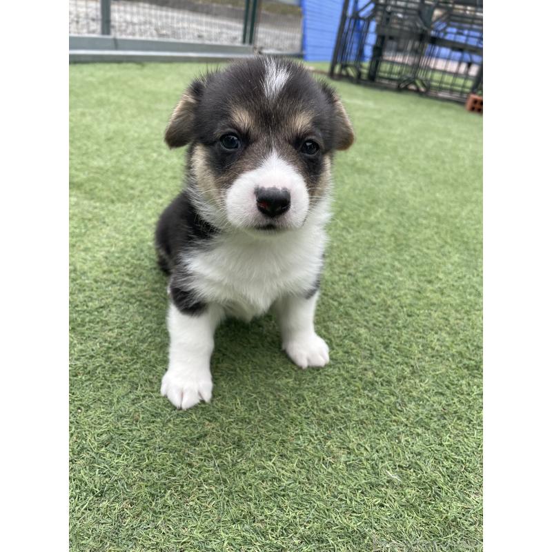 販売中の広島県のウェルシュコーギーペンブローク-447255の11枚目