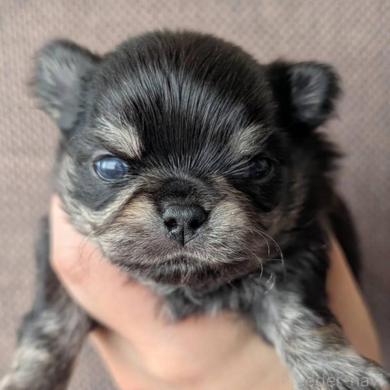 販売中の北海道のチワワ(ロングコート)-447252の1枚目